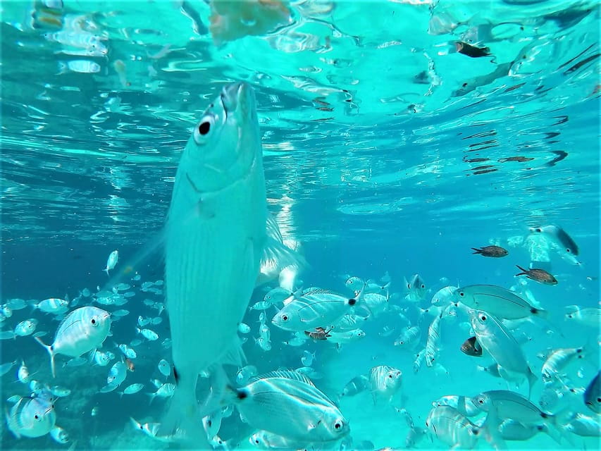 Ibiza: Snorkeling and SUP Paddle, Beach and Cave Boat Tour - Key Points