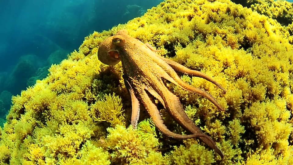 Ibiza: Snorkeling and SUP Paddle, Beach and Cave Boat Tour - Itinerary and Experience