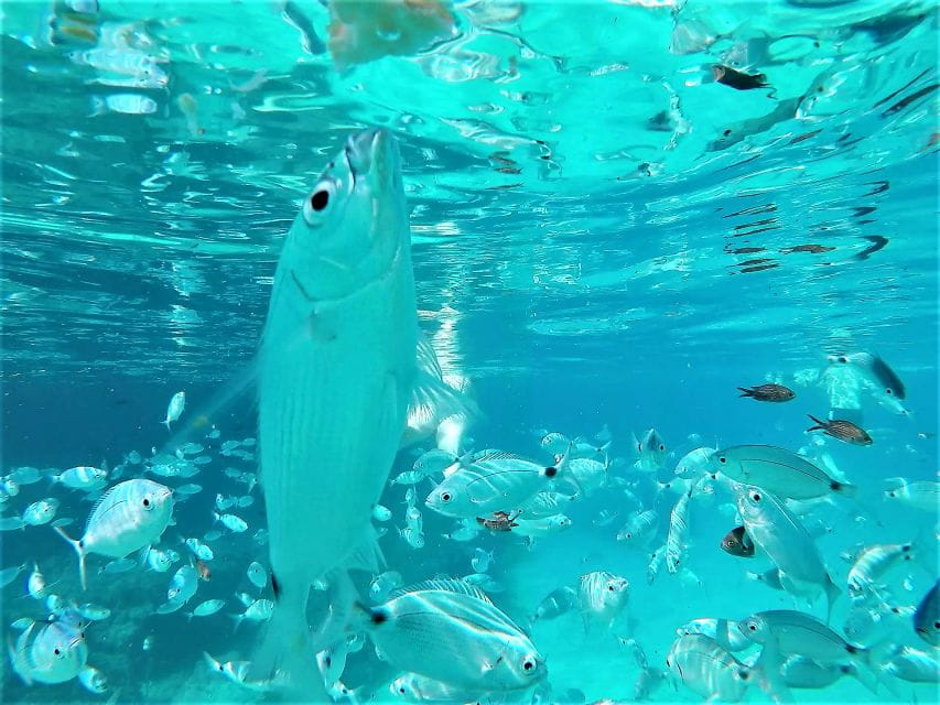 Ibiza: Snorkeling and SUP Paddle, Beach and Cave Boat Tour - Accessibility and Flexibility