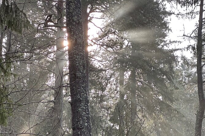 Icebathing and Sauna with Forest hike in Stockholm - Private - The Sum Up