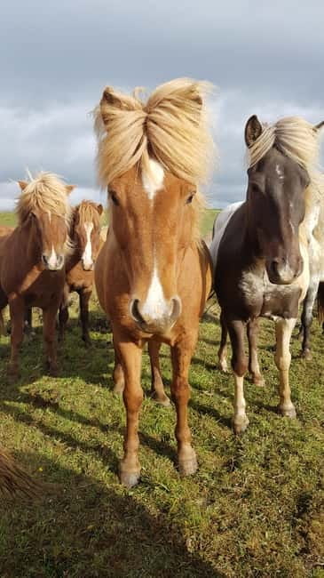 Iceland: Volcanic Landscape Horse Riding Tour - Discovering Iceland’s Volcanic Terrain on Horseback