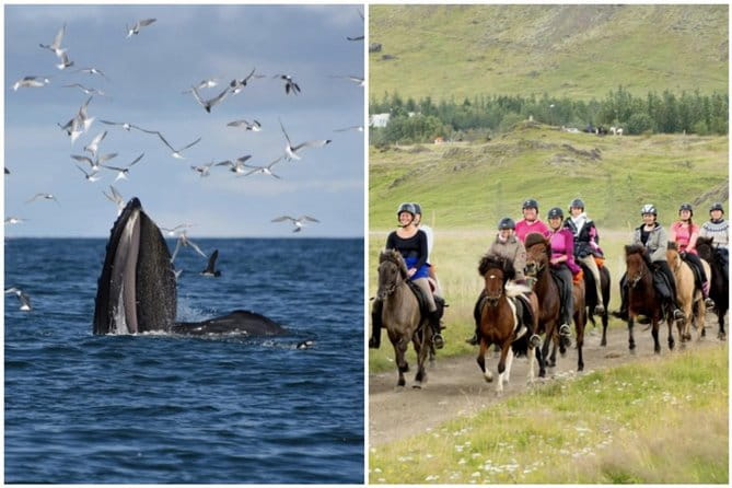 Icelandic Horse Riding and Whale Watching Cruise from Reykjavík - The Full Experience: From Land to Sea