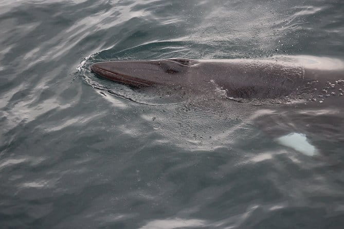 Icelandic Horse Riding and Whale Watching Cruise from Reykjavík - Logistics: What to Expect