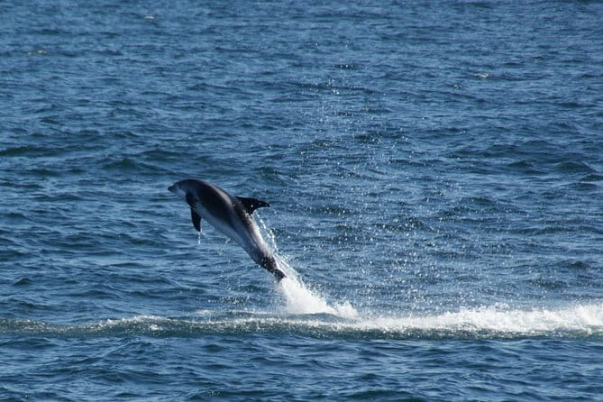 Icelandic Horse Riding and Whale Watching Cruise from Reykjavík - Frequently Asked Questions