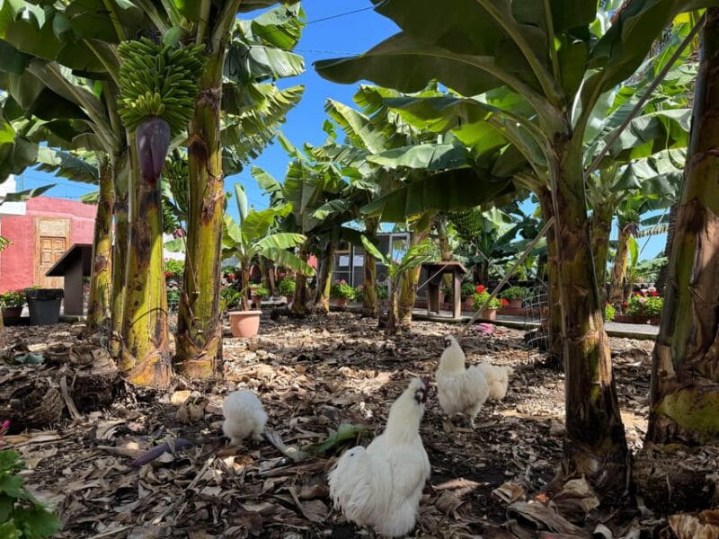 Icod de los Vinos: Casa del Plátano Entry Ticket - Touring the Banana Plantation: What to Expect