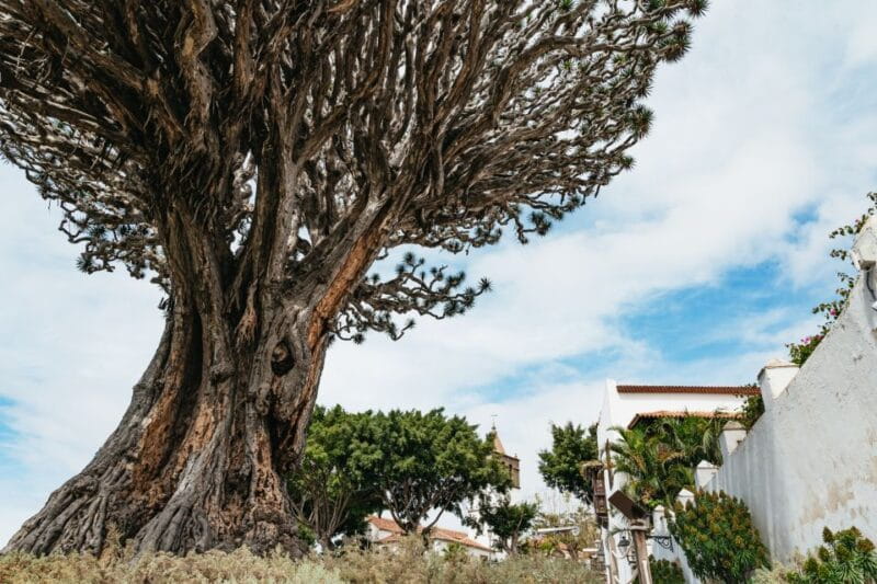 Icod de los Vinos: Dragon Tree & Botanical Garden Ticket - Key points / Takeaways