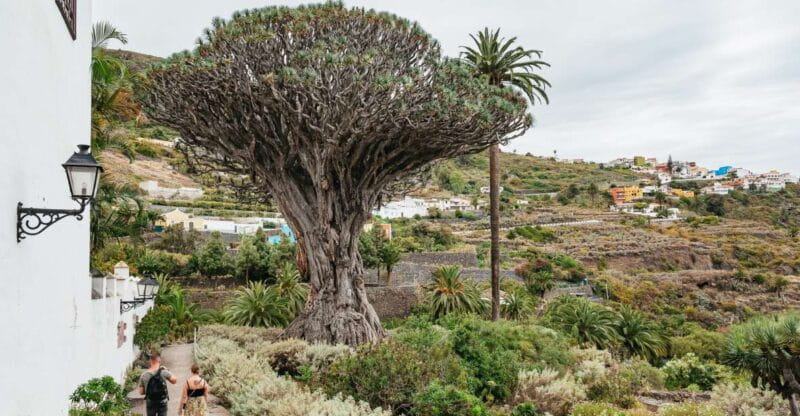 Icod de los Vinos: Dragon Tree & Botanical Garden Ticket - Logistical Details and Practical Tips