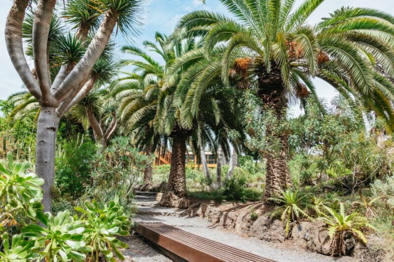 Icod de los Vinos: Dragon Tree & Botanical Garden Ticket - Is It Worth It? Who Should Consider This Experience?