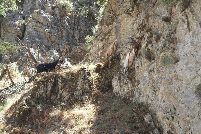 Imbros Gorge and Libyan Sea Day Tour From Rethymno - FAQ