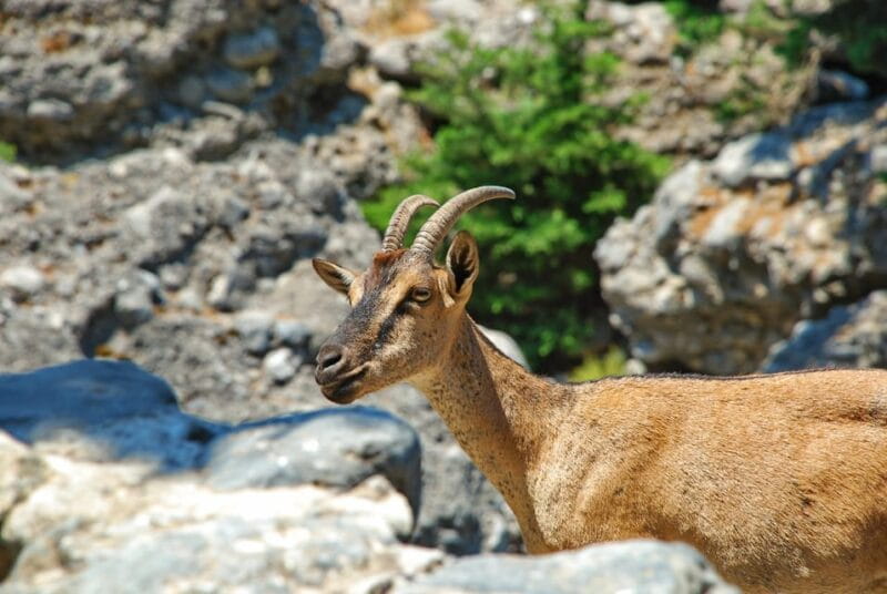 IMBROS GORGE hiking trip from CHANIA - Entering Crete’s Scenic Gorge