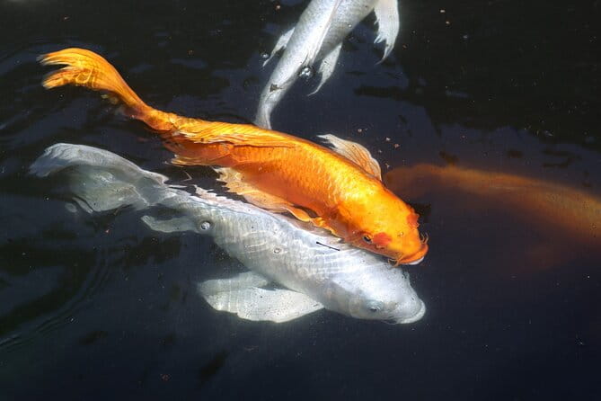 Imperial Palace and Heritage of Edo Castle Private Tour - Key Points