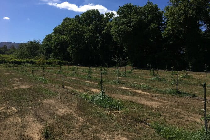 In Crete Discover the miracle of Olive Oil and Organic Fruits - Key points and takeaways