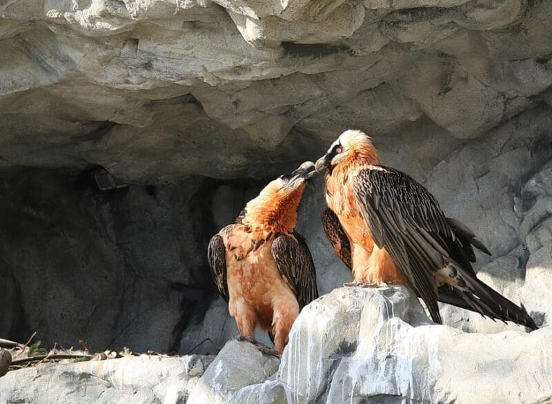 Innsbruck: Alpenzoo Entrance Ticket - FAQ