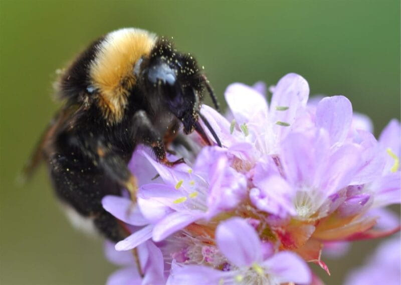 INSECTS AND OTHER FANTASTIC CREATURES - Key points / Takeaways