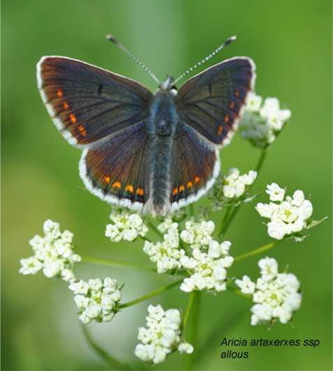 INSECTS AND OTHER FANTASTIC CREATURES - The Value of Guided Learning and Photography
