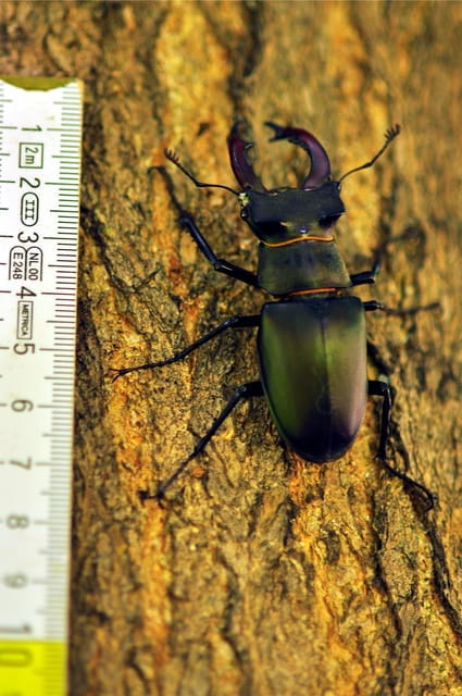 INSECTS AND OTHER FANTASTIC CREATURES - Accessibility and Practical Details