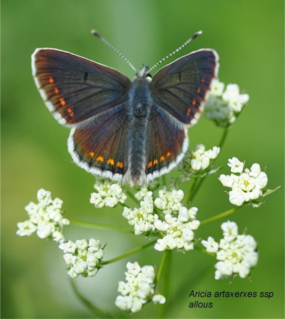 INSECTS AND OTHER FANTASTIC CREATURES - Who Will Enjoy This Experience?