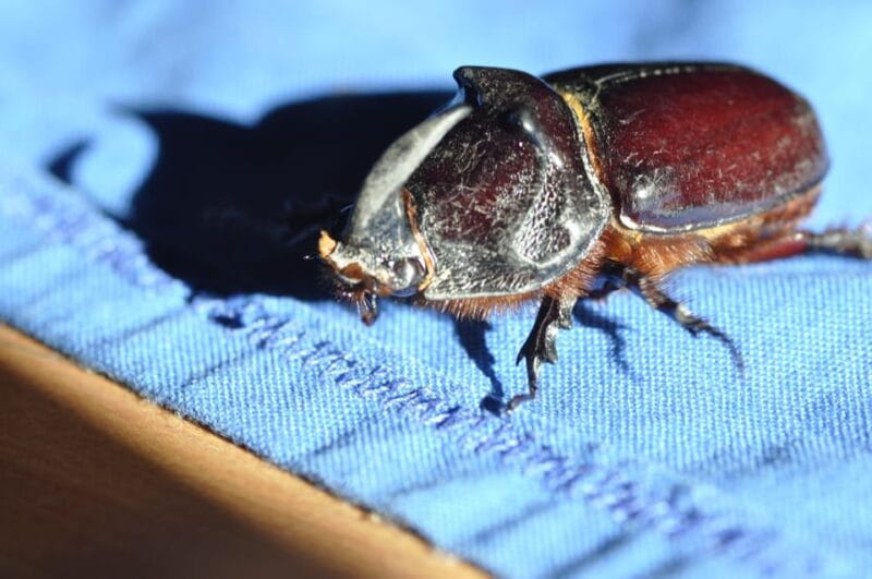 INSECTS AND OTHER FANTASTIC CREATURES - The Sum Up