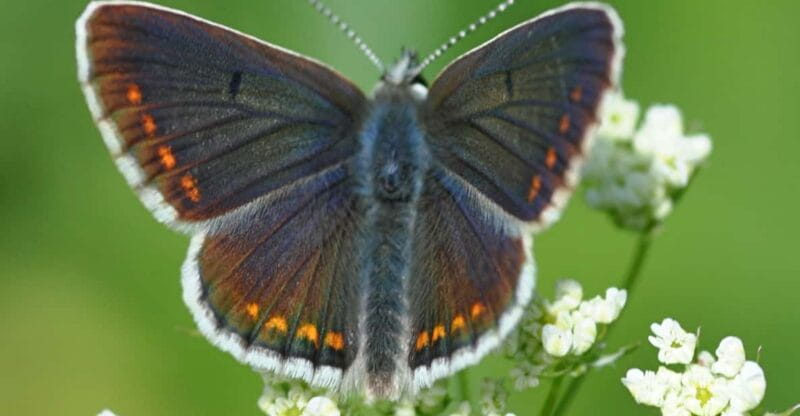 INSECTS AND OTHER FANTASTIC CREATURES - FAQ