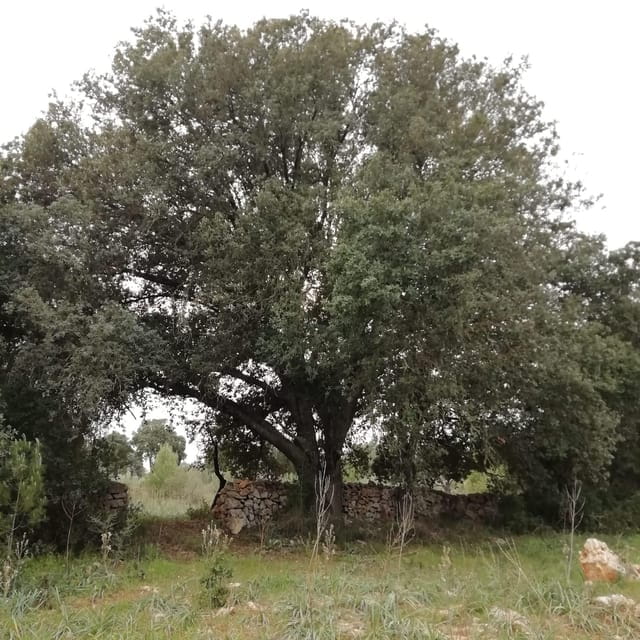 INTENSIVE CHIROMASSAGE WORKSHOP - FAQ