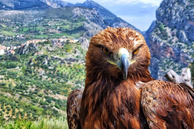 Interactive Path of Birds of Prey - Whats Included