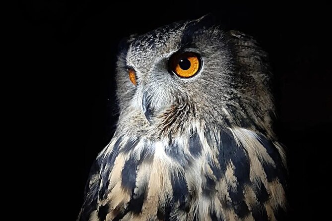 Interactive Path of Birds of Prey - Tour Details