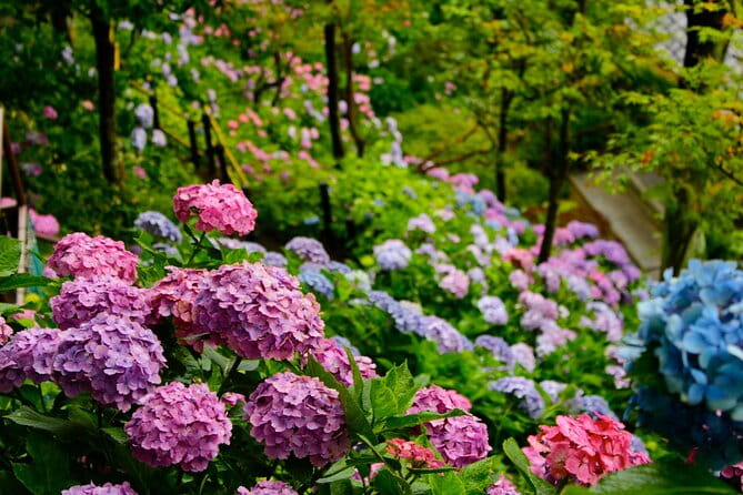 Introducing All the Famous Spots in Kamakura and Enoshima! - Savoring the Local Cuisine and Customs