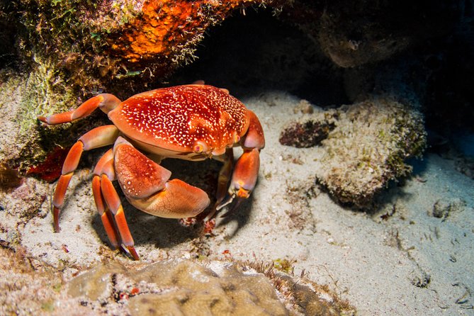 Introduction Shore Dive With Scubacão (1 Dive) - Reef Dive and Marine Life