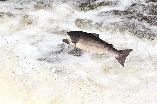 INVERGORDON PORT Tour Dunrobin, Dornoch & Distillery - Comprehensive Review of the Invergordon Highland Adventure