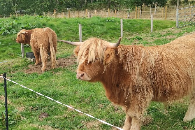 Invergordon Shore Excursion Highland Bucket List Tour - Exploring Culloden Battlefield