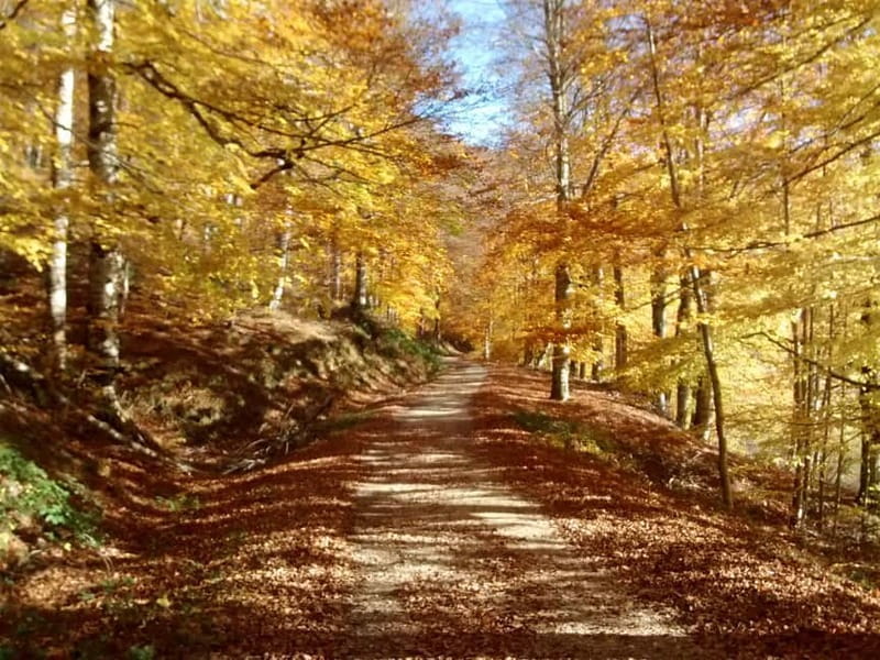 Irati Forest and Ochagavía Excursion - Practical Details: How the Day Unfolds