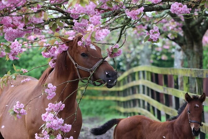 Irish National Stud & Gardens Skip the line Entrance - Who Should Book This Tour?