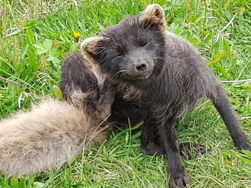 Ísafjörður: Hornstrandir Nature Reserve Guided Hike - Key points / Takeaways