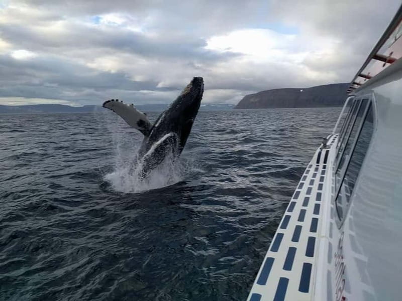 Ísafjörður: Westfjords Whale Watching Boat Tour - Ísafjörður: Westfjords Whale Watching Boat Tour — A Close Encounter with Icelandic Marine Life