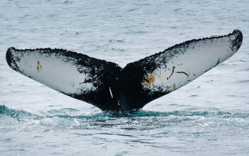 Ísafjörður: Westfjords Whale Watching Boat Tour - Price and Logistics: Making the Most of Your Booking