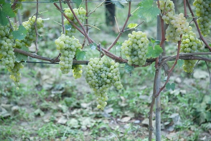 Ischia: Island tour with wine tasting in a typical winery - Scenic Stops and Cultural Highlights