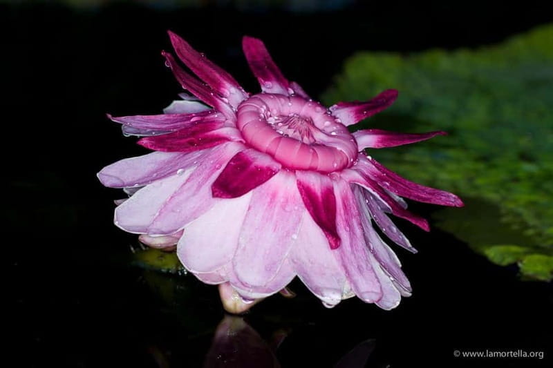 Ischia: La Mortella Gardens Trip with Optional Lunch - Arriving and Starting Your Visit