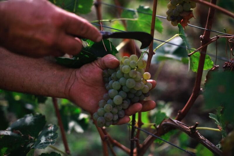 Ischia: Vineyard Tour & Wine Tasting Experience w/ Transfers - An In-Depth Look at the Experience