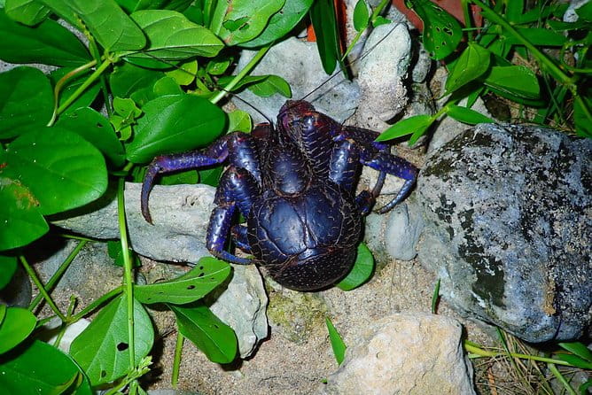 [Ishigaki] Night Jungle Tour - Meeting and Pickup Details