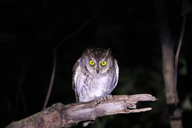 [Ishigaki] Night Jungle Tour - Tour Guides and Language Support