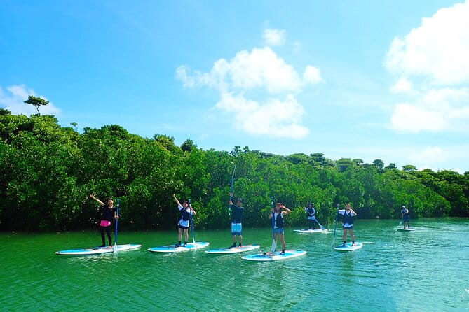 [Ishigaki]Mangrove SUP/Canoe Tour - Wildlife Observation