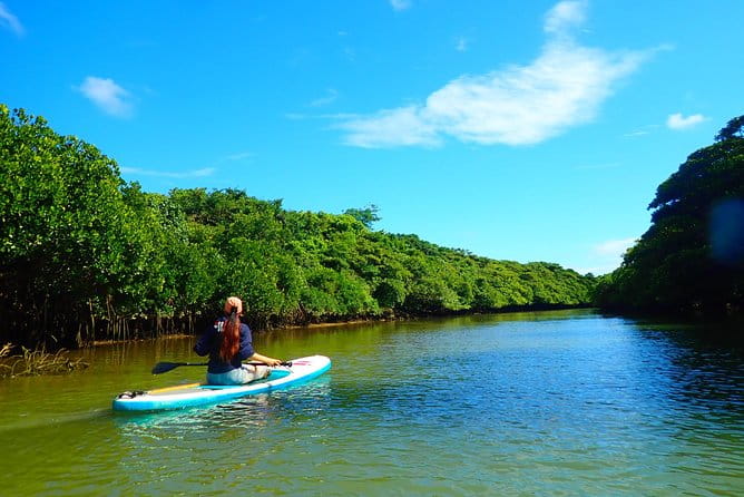 [Ishigaki]Mangrove SUP/Canoe Tour - Personalized Small-Group Experience