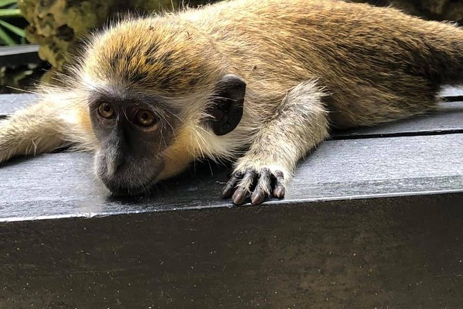 Island Tour - Rum Tasting
