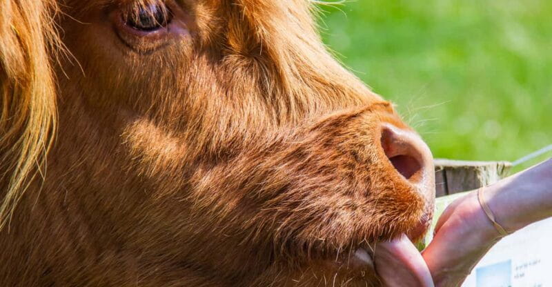 Isle of Arran: Farm Tour - Key points/Takeaways