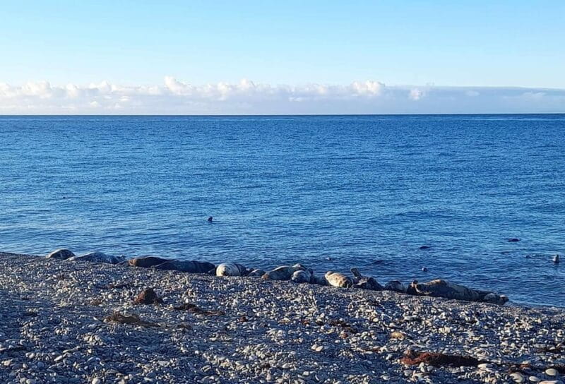 Isle of Man: Half Day Wildlife Adventure Tour - Key points / Takeaways