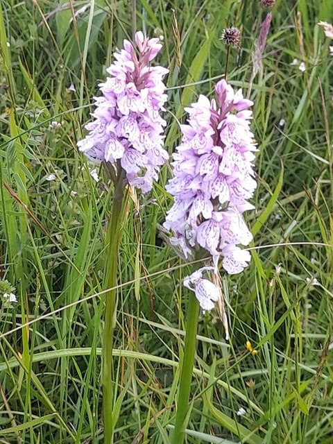 Isle of Man: Half Day Wildlife Adventure Tour - FAQs