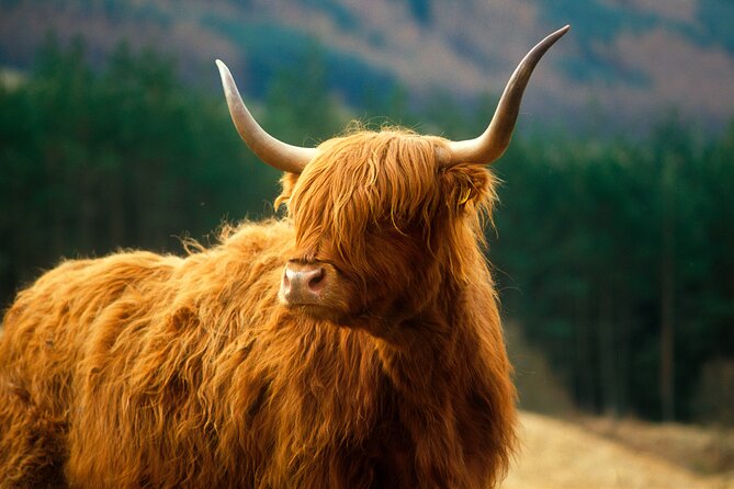 Isle of Skye Full Day Private Tour From Inverness - Cuillin Mountains and Old Man of Storr