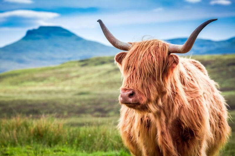 Isle of Skye & The Highlands: 3-Day Guided Tour from Glasgow - Who Will Love This Tour?