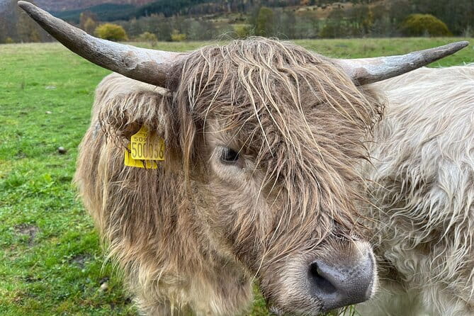 Isle Of Skye Tour Including Fairy Glen Quiraing and Kilt rock - Portree Harbour: The Perfect Little Town to End the Day