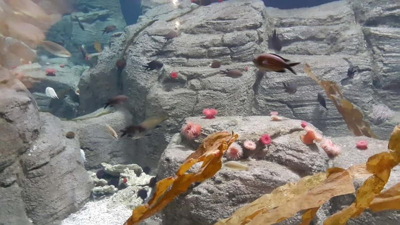 Istanbul: Aquarium Ticket and Round Trip Shuttle from Taksim - The Logistics: Timing, Cost, and Value